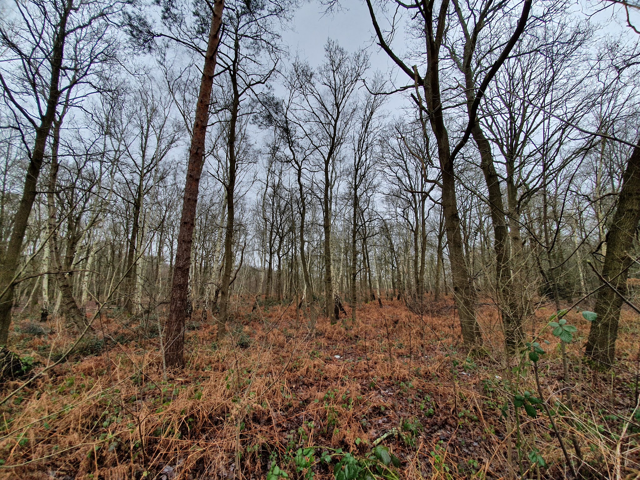 Whitmoor Common | Hopsa