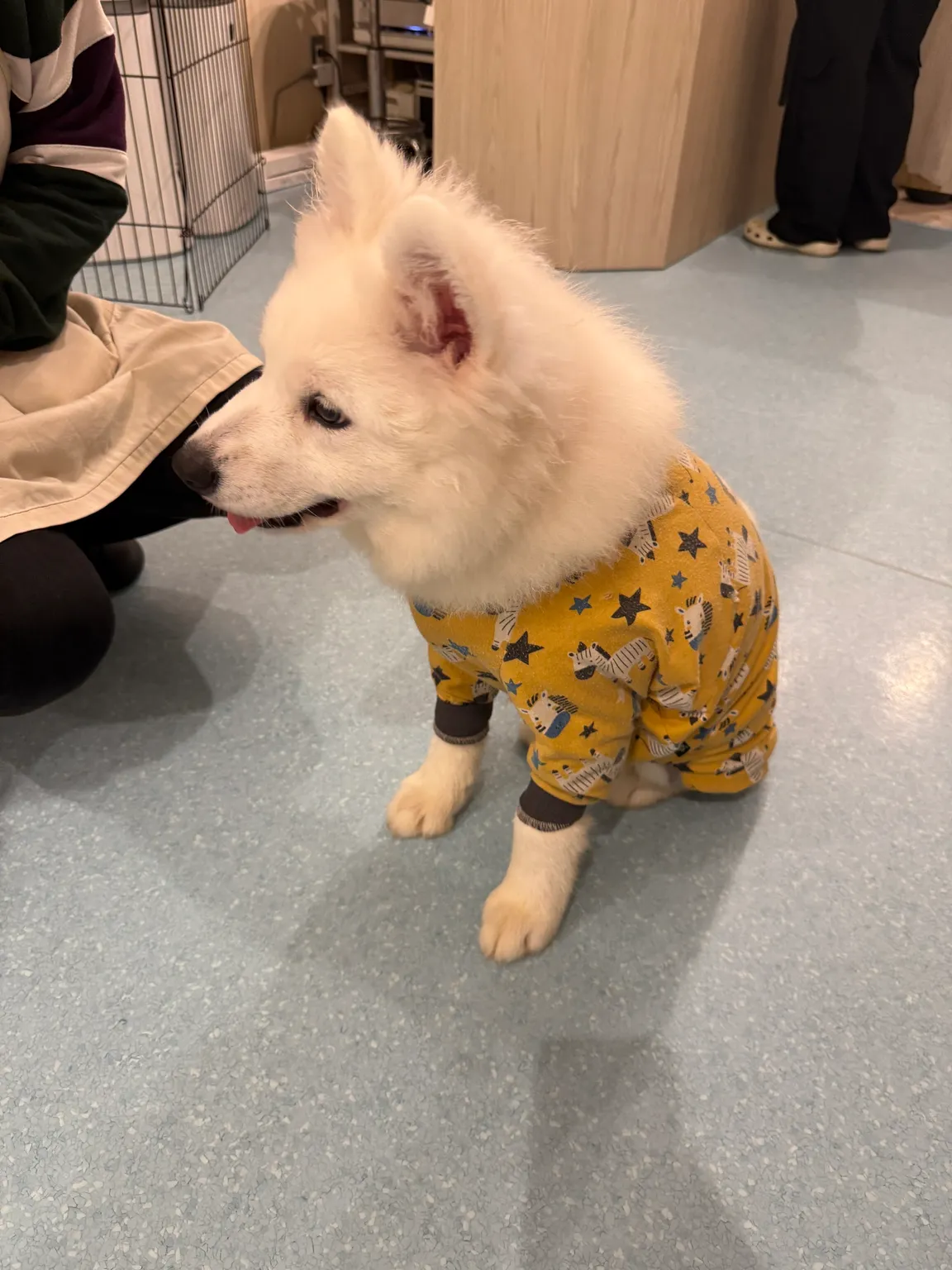 Samoyed Cafe Al Osaka Kitahorie Branch