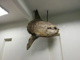 Hurghada Marine Museum & Aquarium