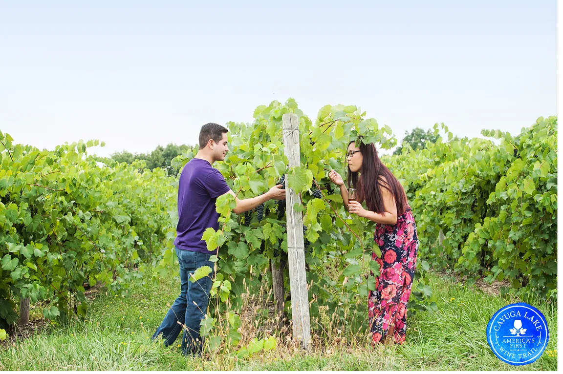 Cayuga Lake Wine Trail