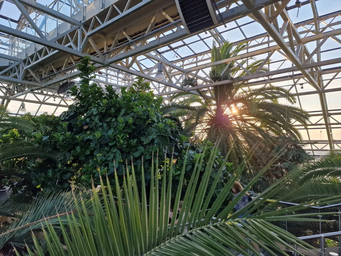 Restauracja Palmiarnia