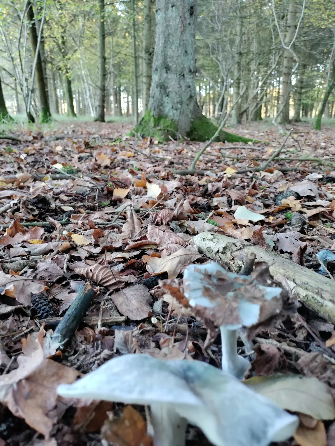 Bernwood Forest