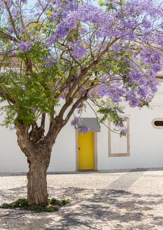 Cidade Velha