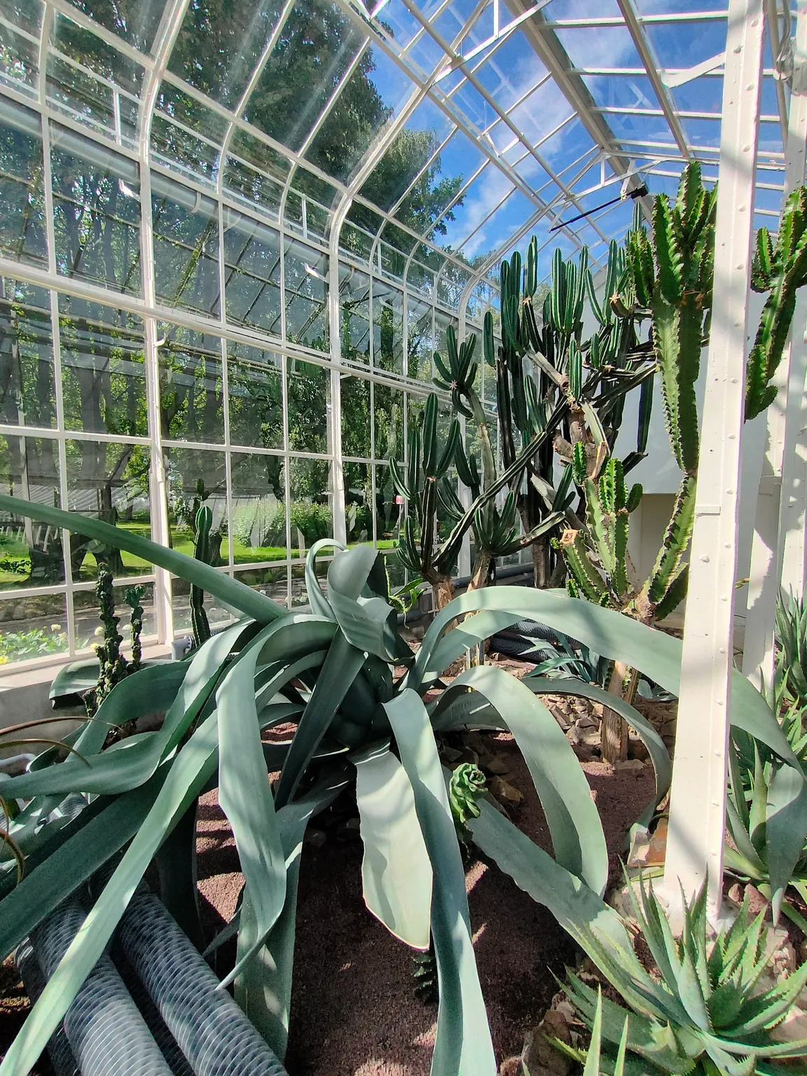 Palmiarnia