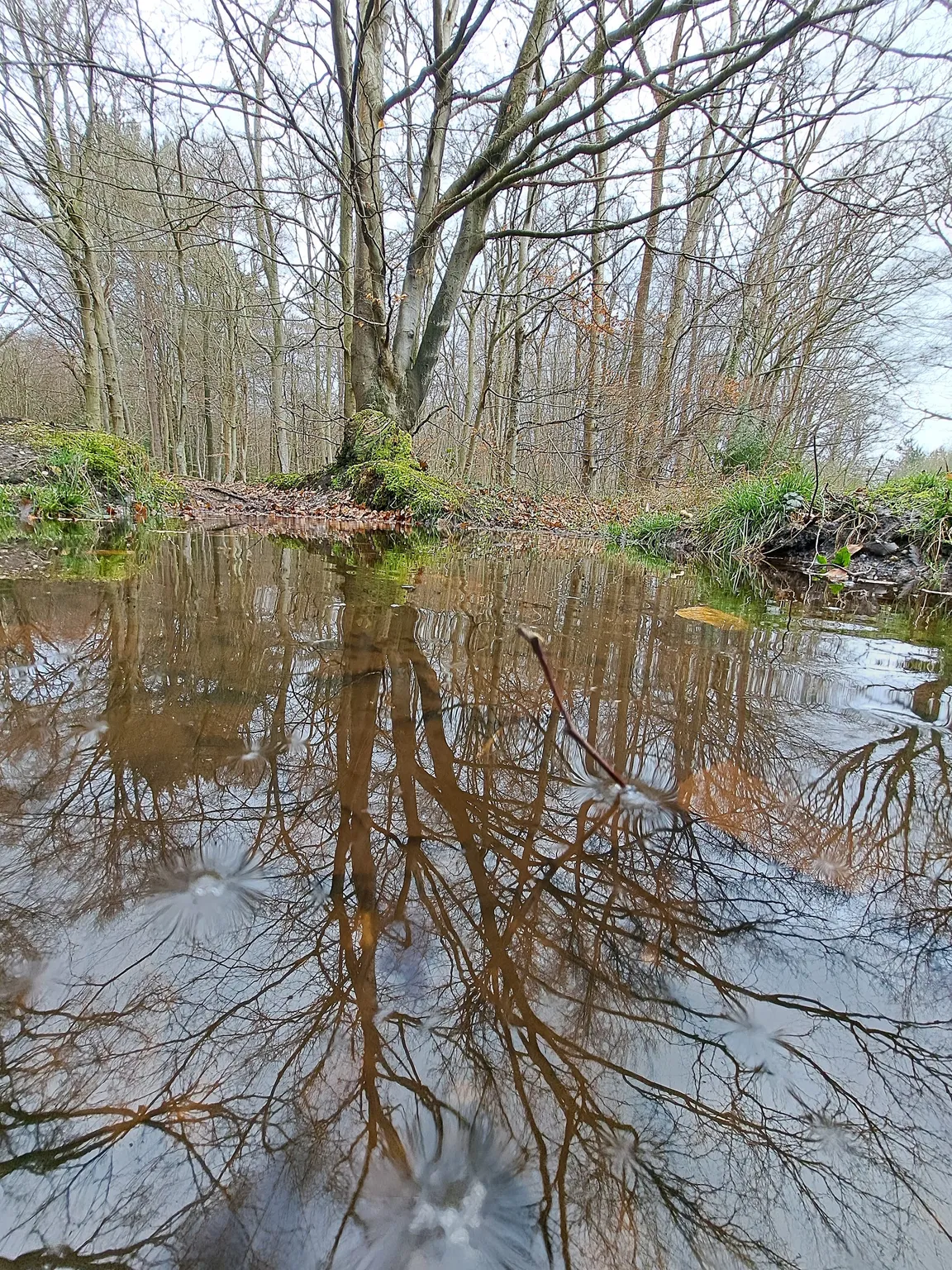 Creech Wood