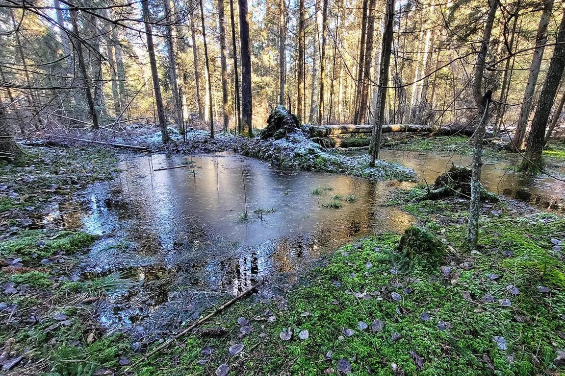 Rezerwat przyrody Krzemianka
