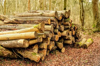 Bagley Wood