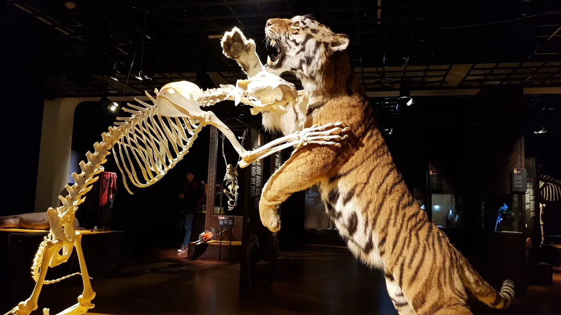 Naturhistorisk Museum Aarhus