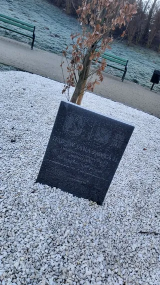 Dąb Św. Jana Pawła II
