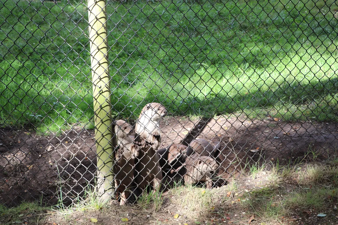 New Forest Wildlife Park