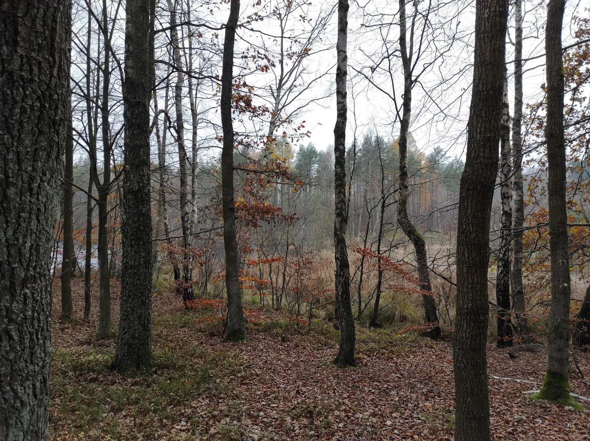 Rezerwat przyrody Pełcznica