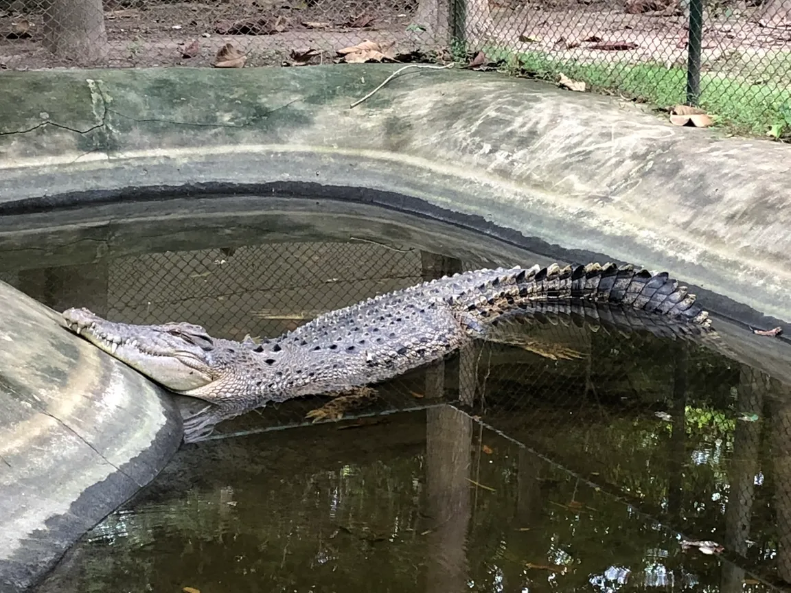 Wildlife Friends Foundation Thailand (WFFT)