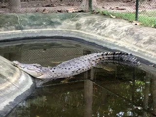 Wildlife Friends Foundation Thailand (WFFT)