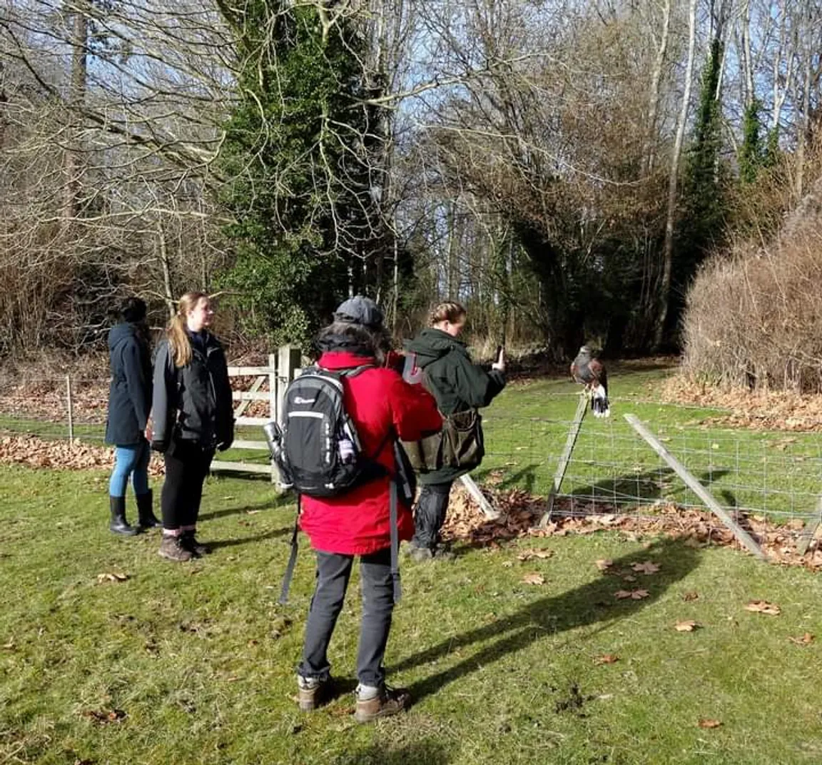 Hampshire Hawk Walks