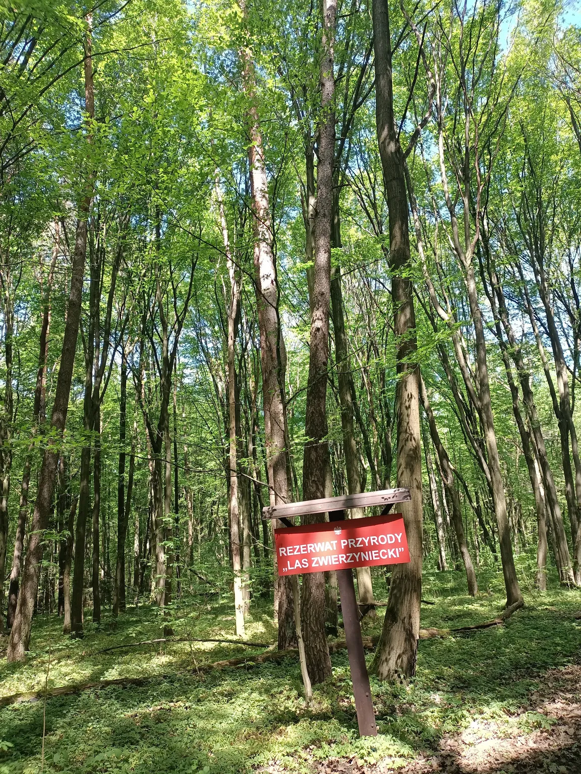 Rezerwat Las Zwierzyniecki