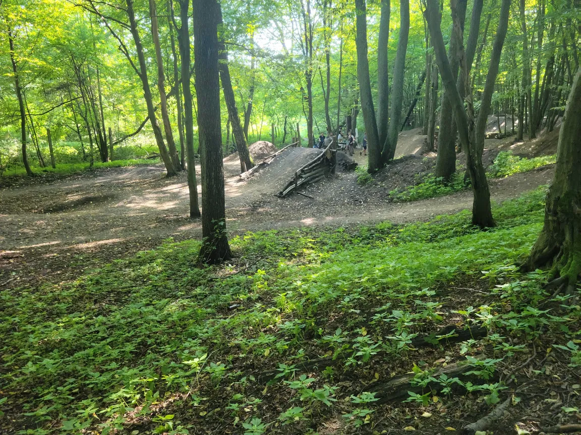 Rezerwat Las Zwierzyniecki