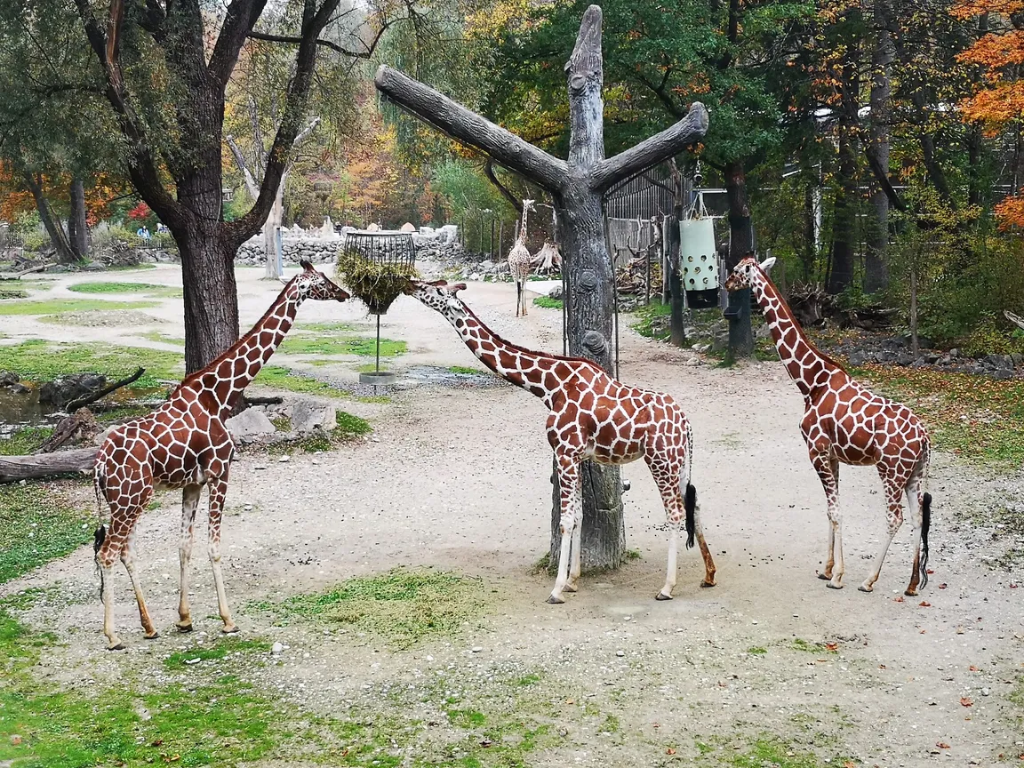 Hellabrunn Zoo