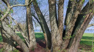 Historische Demmler-Linde