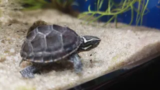 AQUAEL ZOO, Warszawa, CH Ursynów