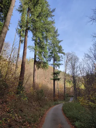 Daglezja Helena