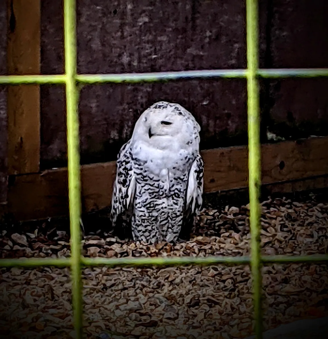 New Forest Wildlife Park