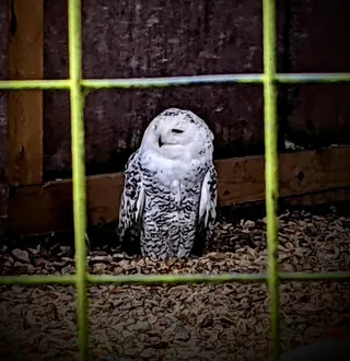 New Forest Wildlife Park