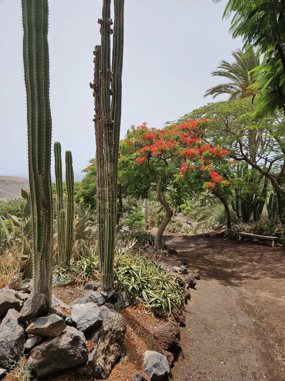 Fuerteventura Botanical Garden