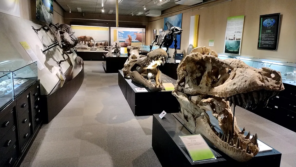 The Hokkaido University Museum