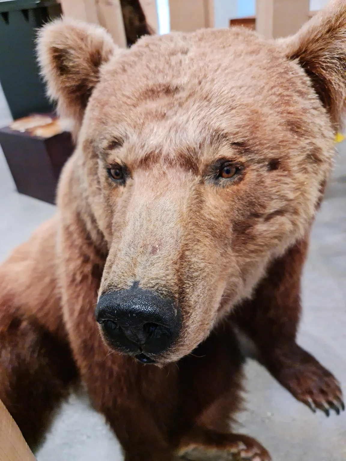 Natural History Museum St. Gallen