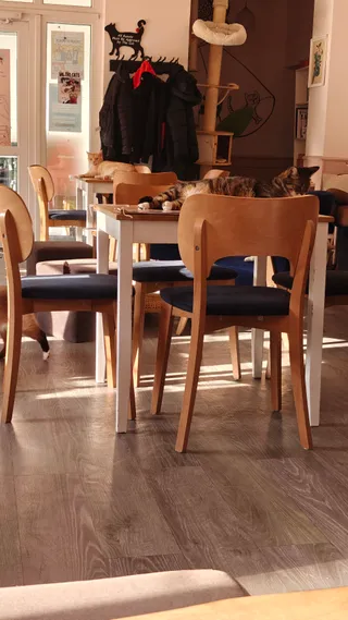 Kot Cafe