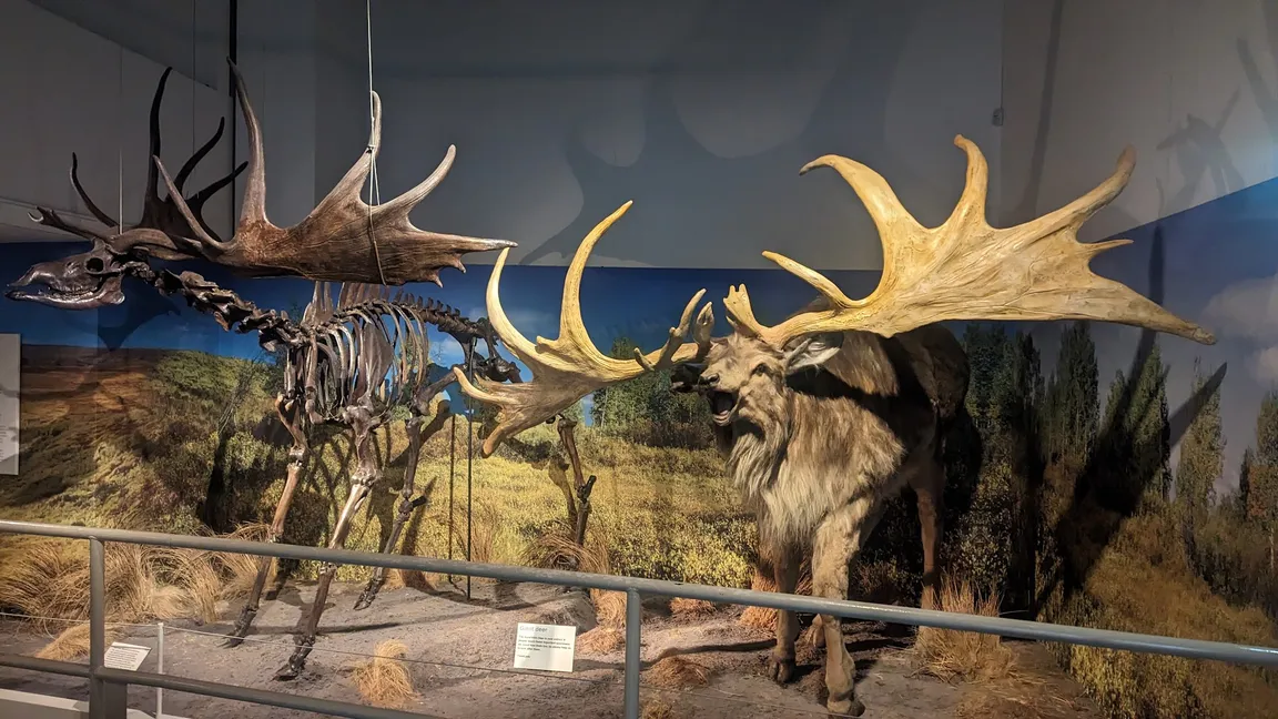 Ulster Museum