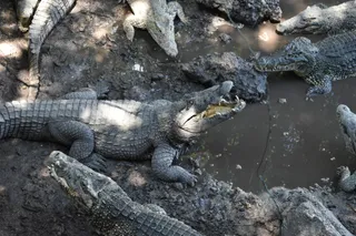 Parque Nacional Ciénaga de Zapata