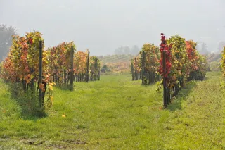 Weingut Neuberger