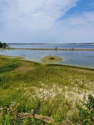 Vogelobservatorium 'Tij' Haringvliet