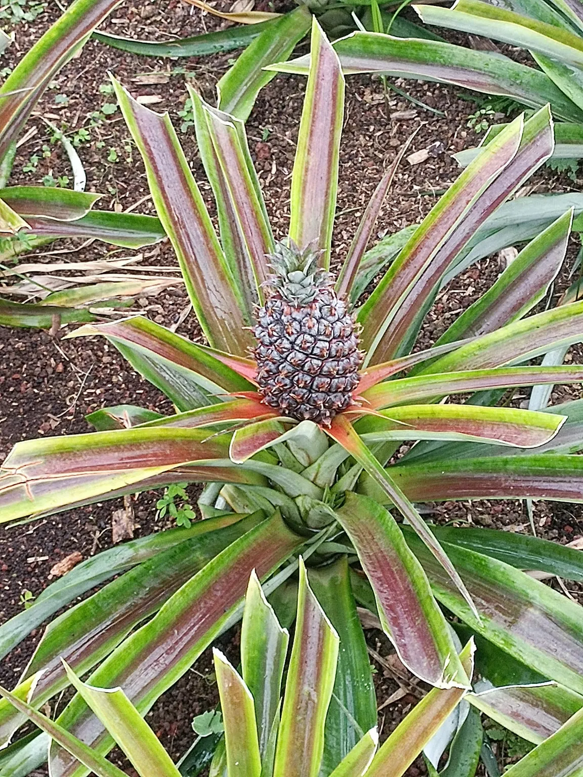 Plantação Ananases A Arruda
