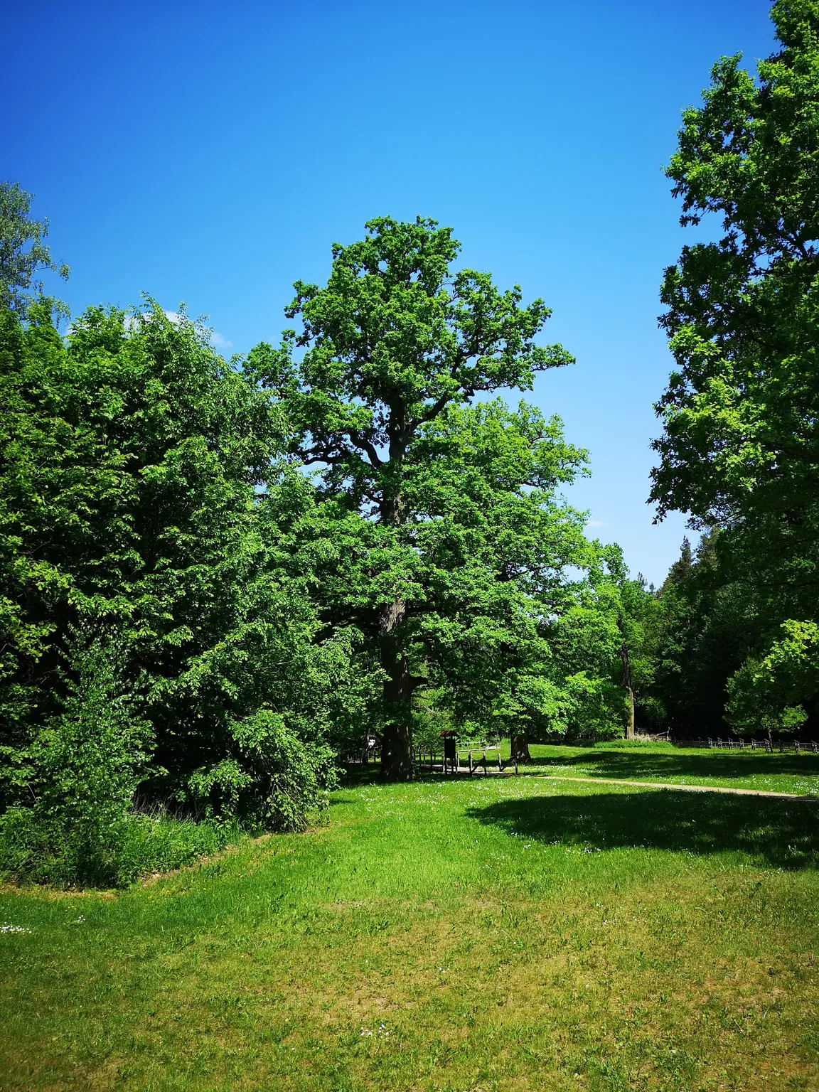 Szlak Dębów Królewskich