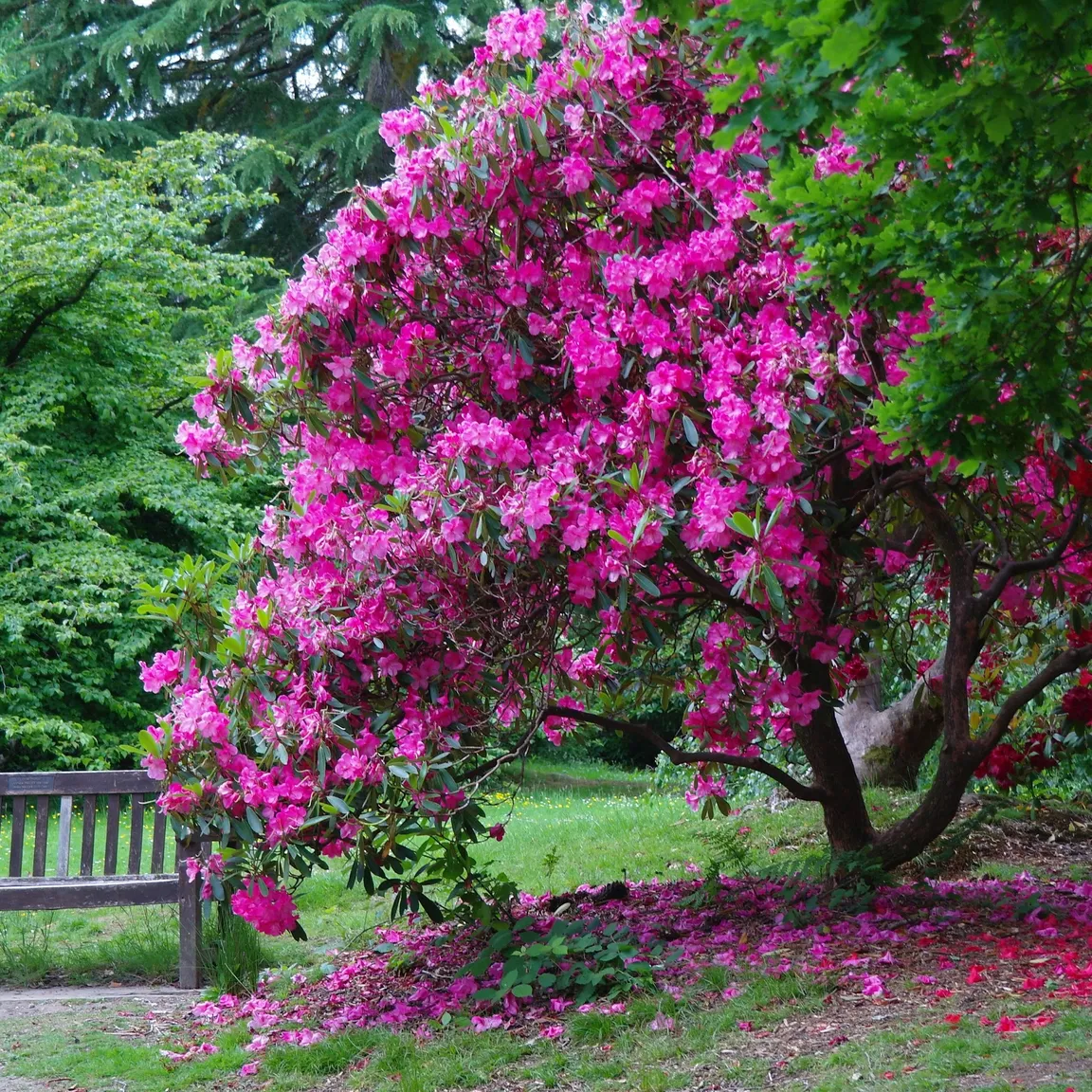 Tilgate Park