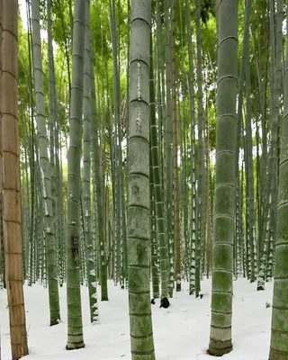 Arashiyama Bamboo Forest