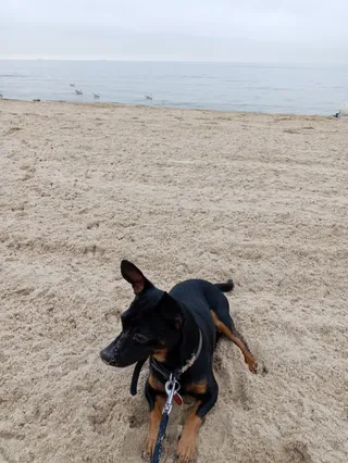 Psia Plaża Sopot