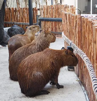 Little Zoo Garden