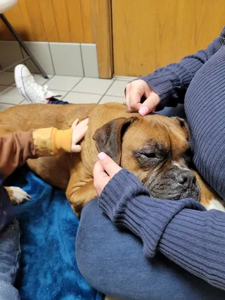 Ticonderoga Animal Hospital