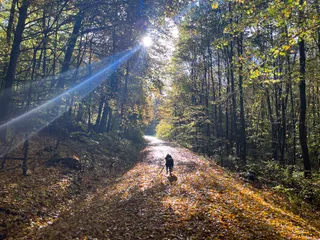 Wald Oberdürrbach