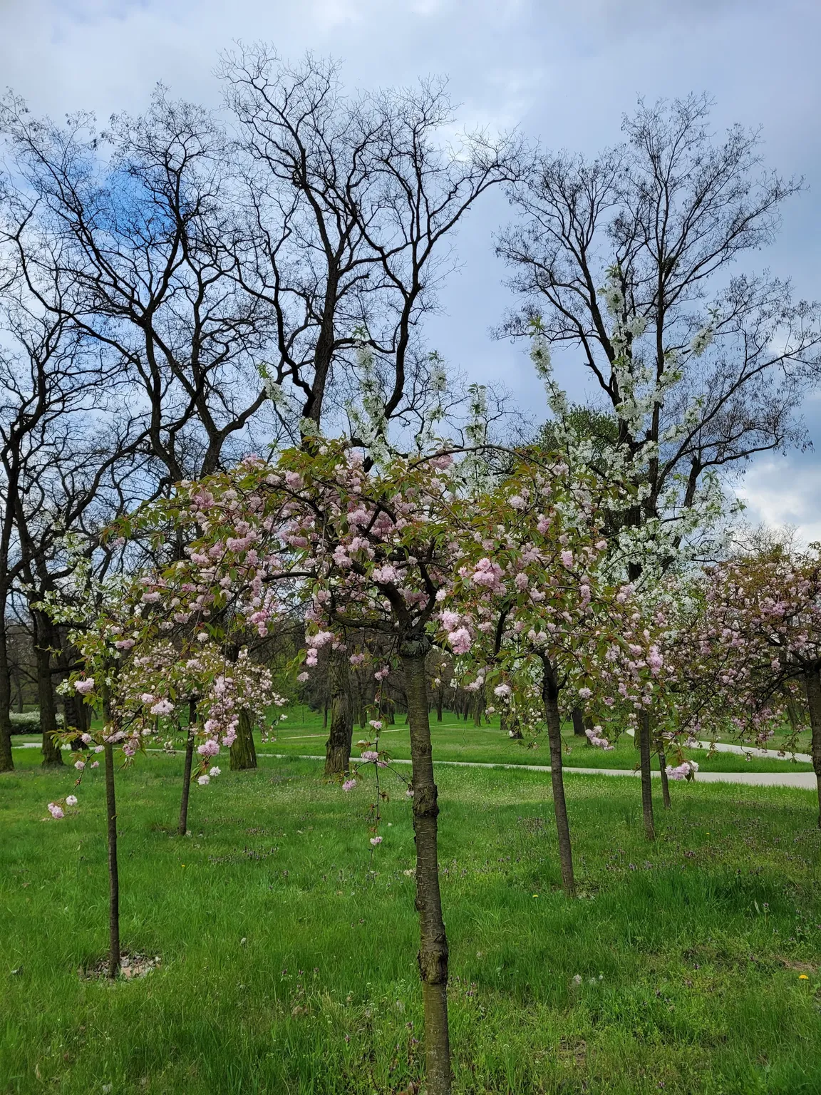 Park Tysiąclecia