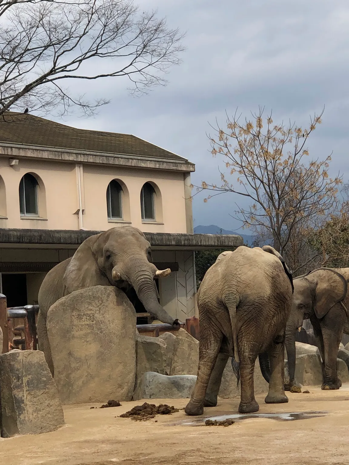 Asa Zoo