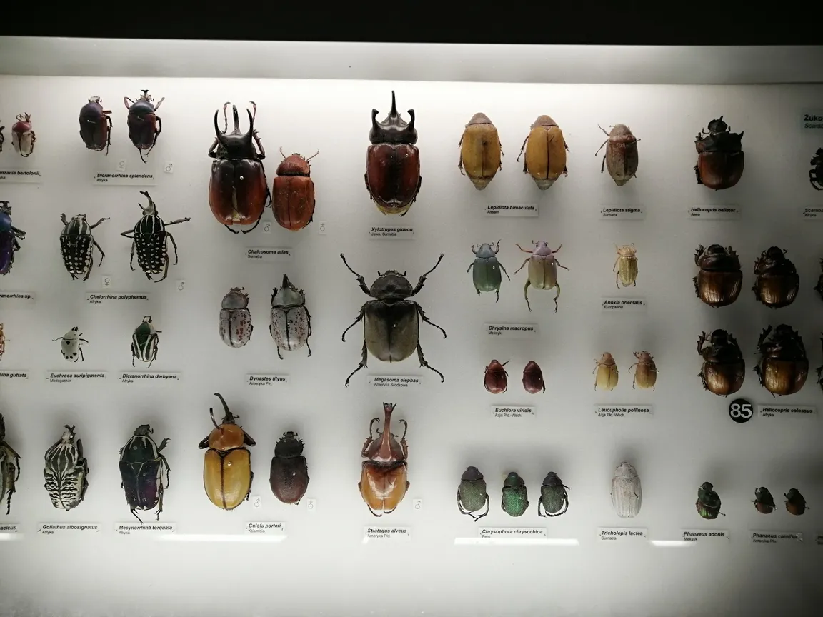 Muzeum Przyrodnicze