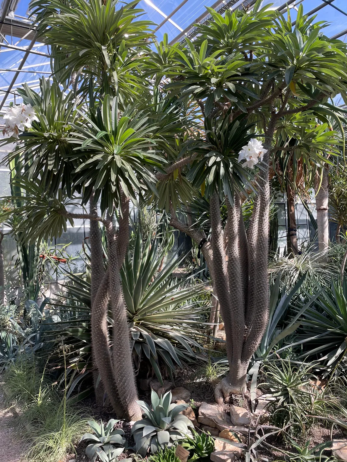 PAN Ogród Botaniczny – CZRB w Powsinie