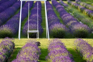 Plantacja lawendy La'Lawenda