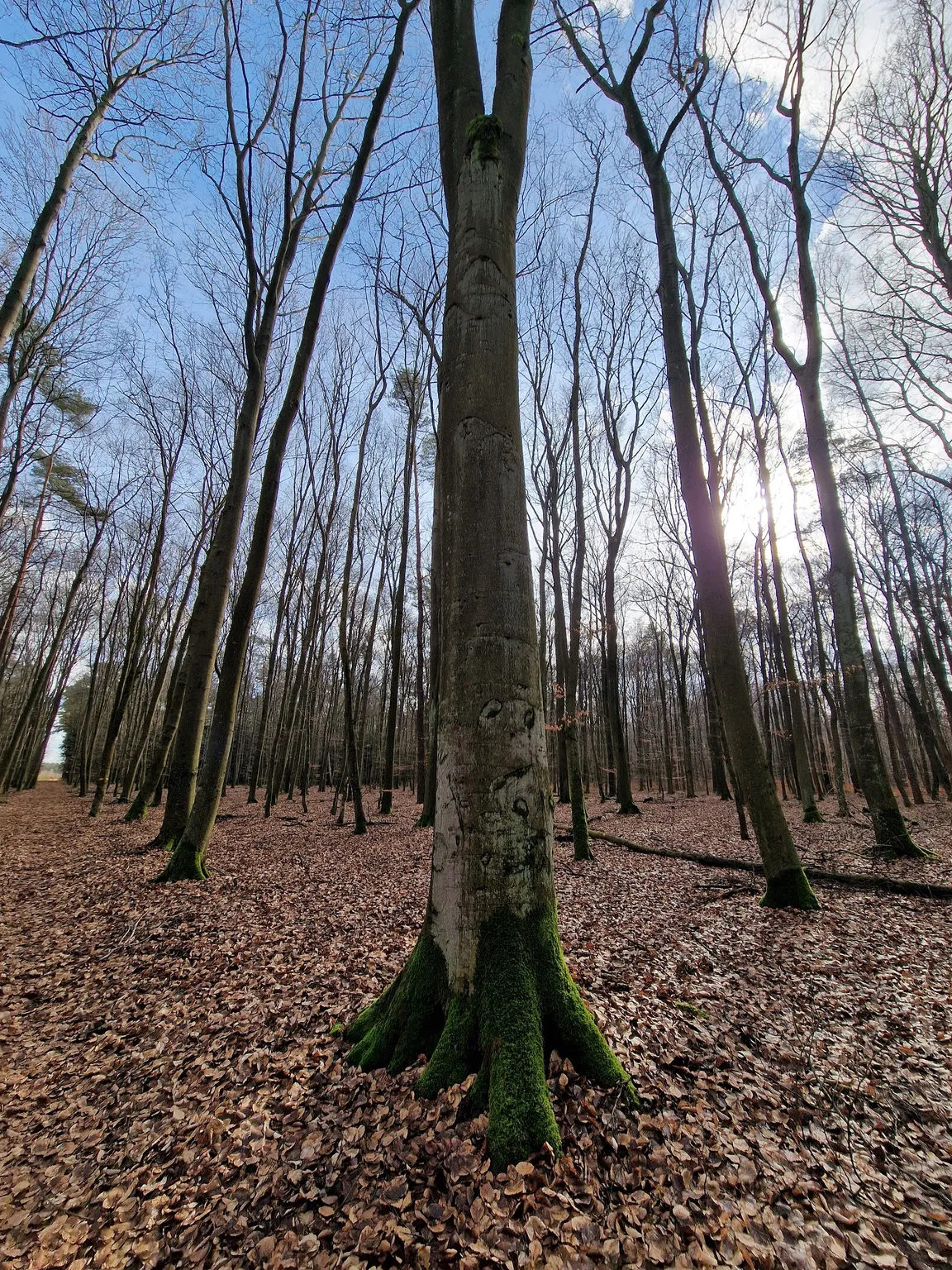Rezerwat Przyrody Jodły Oleśnickie