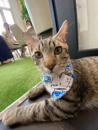 Meownistry of Meow