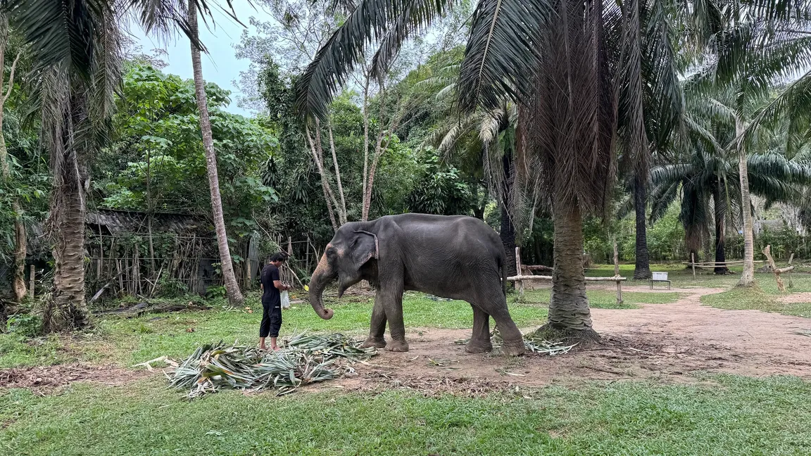 Lanta Elephant Sanctuary